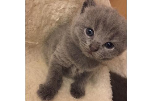 成約済の大阪府のブリティッシュショートヘア-3047の3枚目